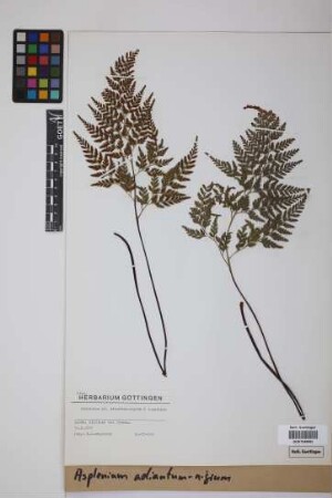 Asplenium adiantum-nigrum L.