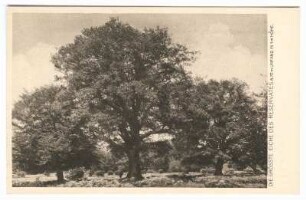 Reinhardswald