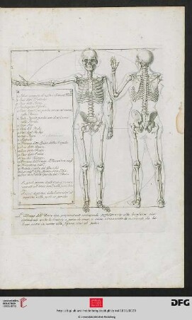 [Taf. 28] [Skelett (Frontal- und Rückansicht; vitruvianische Figur, mit Knochenbezeichnungen)