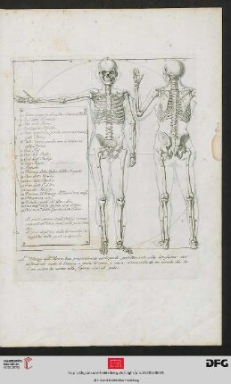 [Taf. 28] [Skelett (Frontal- und Rückansicht; vitruvianische Figur, mit Knochenbezeichnungen)