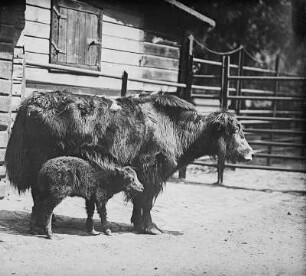 Yak, Kuh mit Kalb (Bos grunniens L.) : Breslau (Wroclaw/Polen). Zoologischer Garten. Yak, Kuh mit Kalb (Bos grunniens L.)