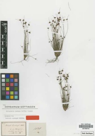 Isolepis cumingii Steud. [isotype]