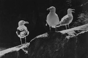 Archivfotografie "motive_tiere_zoo_verschiedene_16994"