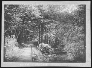 Mill Valley. Entering the Redwods of Mill Valley on the Mt. Tamalpais Railway