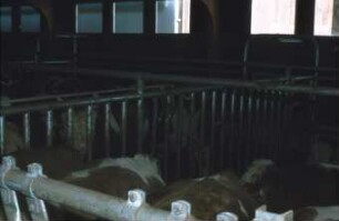 Fotografie: Tierproduktionsverfahren, Kalb, Vollspaltenboden, Betriebsgebäude