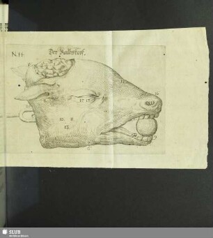 Der Kalbskopf