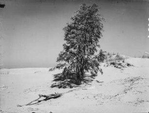 Eukalyptus : Einzelner Eukalyptusbaum auf einer Düne