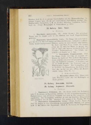 24. Gattung. Brenndolde. Cnidium.