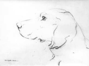 Hundekopf : Hundekopf. Kohlezeichnung (nach 1945; E. Richter). Dresden-Striesen, Borsbergstraße 11, Atelier der Künstlerin