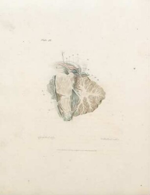 Plate IX