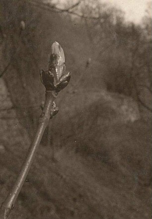 Gewöhnliche Rosskastanie (Aesculus hippocastanum), auch Gemeine Rosskastanie oder Weiße Rosskastanie. Knospe im Beginn des Austriebes