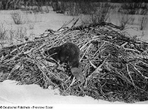 Colorado, Tolland, Fauna, Biber, Tolland, Boulder Park