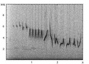 Fitis | Phylloscopus trochilus - Gesang