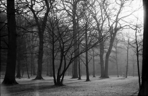 Freiburg: Kahler Mösle-Wald