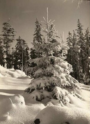 Oberlausitz. Christbaum im Gegenlicht auf dem Döhlener Berg. Winteraufnahme