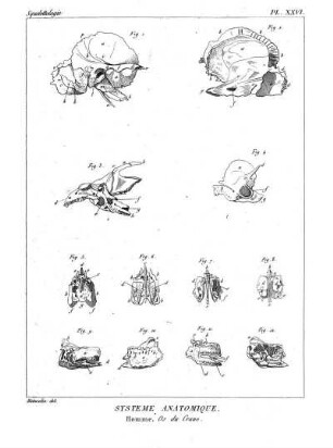 Pl. XXVI. Systême Anatomique. Homme. Os du Crane.