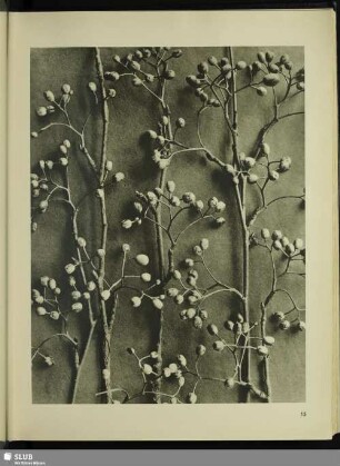 Pirus alnifolia. Fruchtzweige in ½facher Vergrößerung
