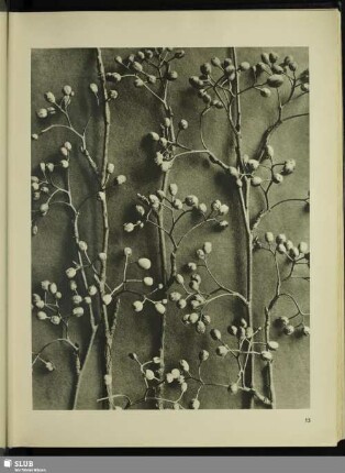Pirus alnifolia. Fruchtzweige in ½facher Vergrößerung
