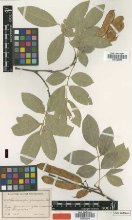 Lonchocarpus glaucifolius Urb. [syntype]