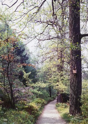 Forstbotanischer Garten Tharandt : Forstbotanischer Garten Tharandt. Partie mit Parkweg