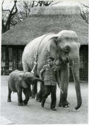 Elefanten im Tierpark Hagenbeck