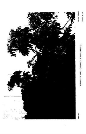 UMBRELLA TREE (Brassaia actinophylla)