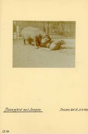 Dresden. Zoologischer Garten. Flusspferd (Hippopotamus amphibius) mit Jungtier.