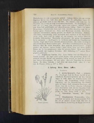 2. Gattung. Binse, Simse. Juncus.