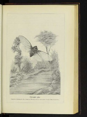 Cercopis spec.