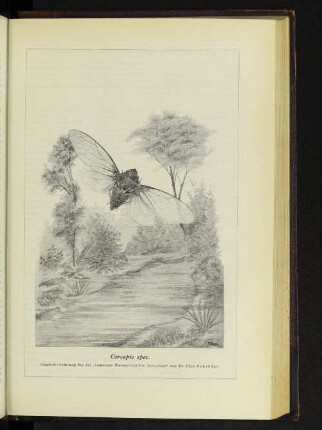 Cercopis spec.