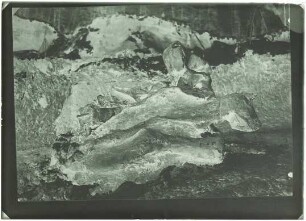 Elephas (Mammuthus) sp.