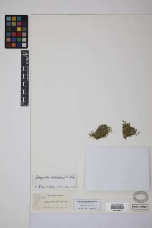 Selaginella muscosa Spring