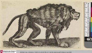 [Singe; Affe]