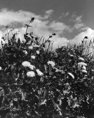 Blumenwiese