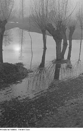 Im Wasser stehende Weiden