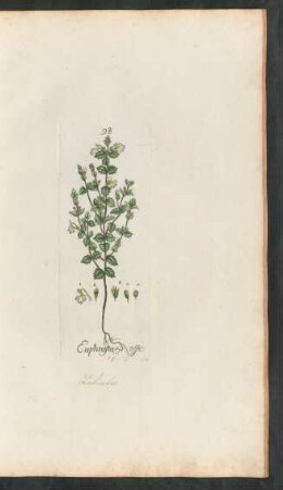 98. Euphrasia Officinalis