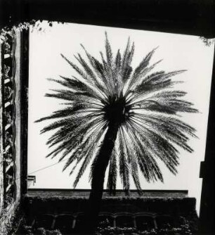 Gotisches Viertel in Barcelona, Palme im Innenhof des Hauses d. Arcediano