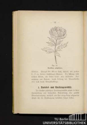 2. Zwiebel- und Knollengewächse.