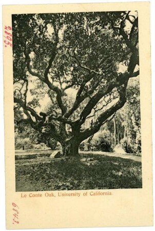 Kalifornien. Le Conte Oak, University of California