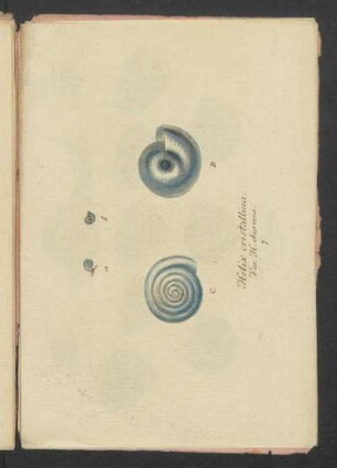 Helix cristallina
