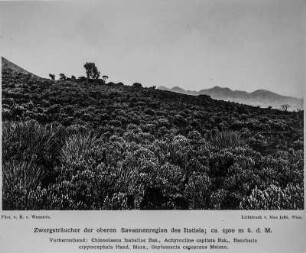 Vegetationslandschaft : Die Landschaft der brasilianischen Savanne Itatiaia mit zahlreichen Zwergsträuchern
