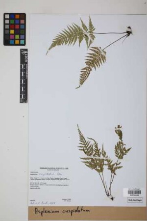 Asplenium cuspidatum Lam.