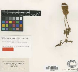 Ebenus cilicica Boiss. [isolectotype]