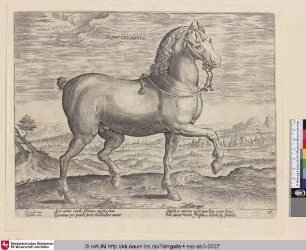 Equus germanus