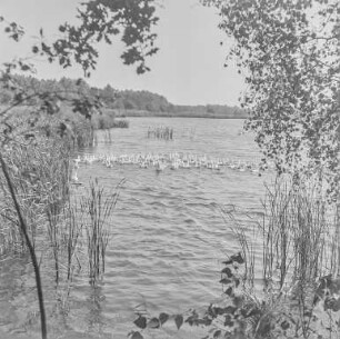 Teichaufnahmen : Lausitzer Teichgebiet mit Gänseschar