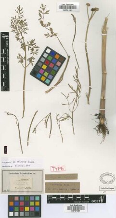 Oenanthe thracica Griseb. [lectotype]