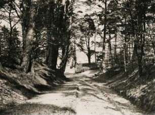 Brandenburg. Weg nach Lanke am Liepnitzsee