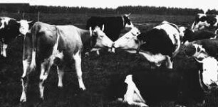 Fotografie: Tierverhalten, Milchviehhaltung, Weidehaltung, Transponder, Individualdistanz