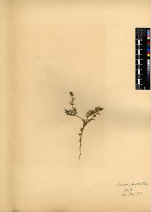 Ranunculaceae Adonis palaestina Boissier, Edmond (1810 - 1885)