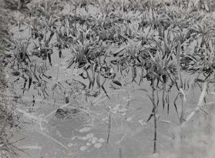 Ohne Titel (Wasserpflanzen, Krebsscheren)